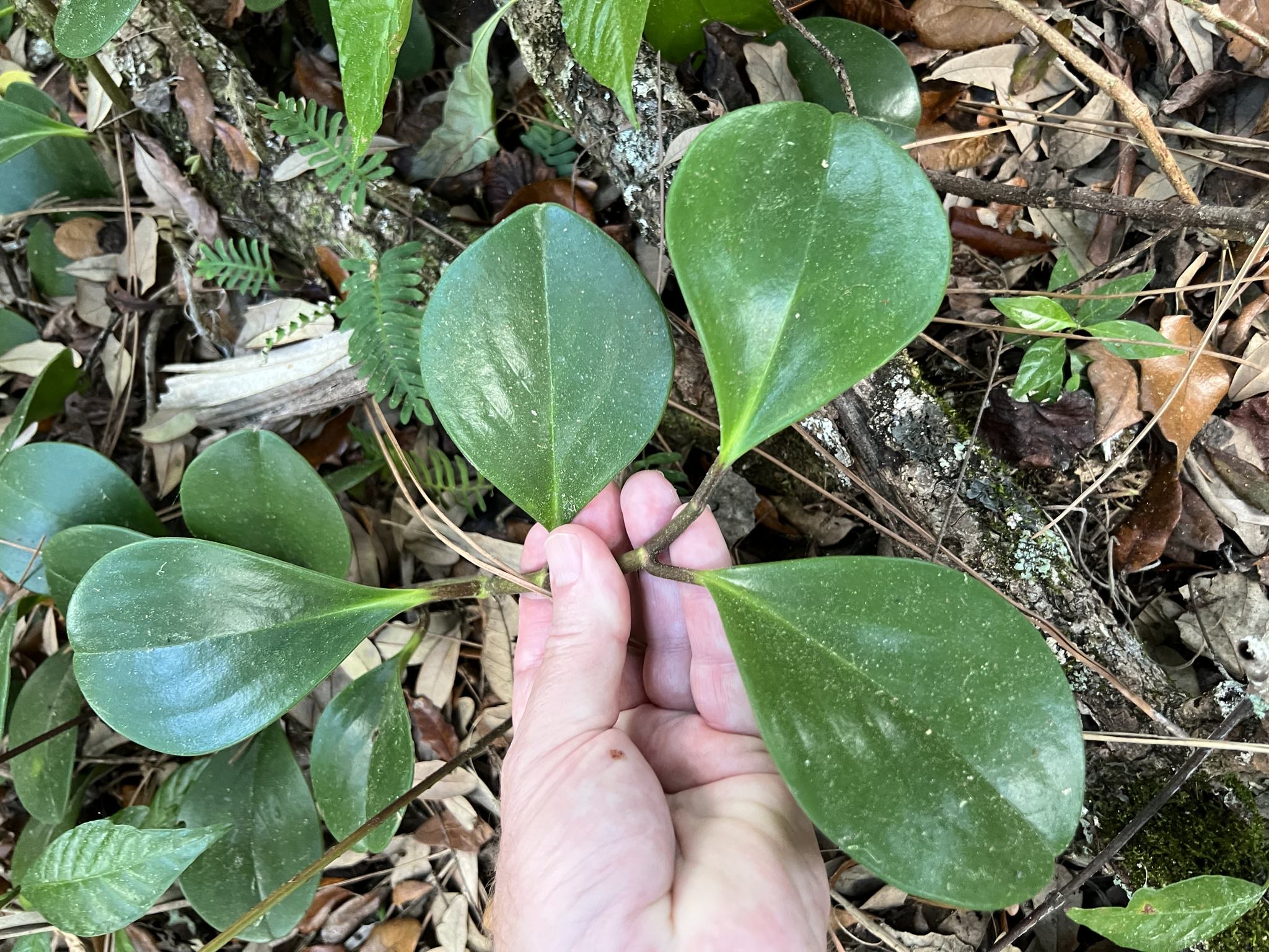 Peperomia obtusifolia